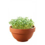 Dyrk selv - Grøn Tatsoi MicroGreens Microgarden Terracotta Skål - Prøv selv at dyrke asiatiske Tatsoi micro greens! Denne kinesiske bladgrøntsag er i familie med pak choi og har en lignende pikant smag og sprød tekstur.