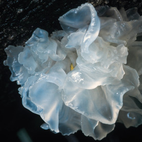 Svampe Tørrede Svampe - Blandede Arter SVAMPE-PAKKE