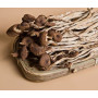 STOP MADSPILD (BEDST FØR: 30/05/26) - Agrocybe Cylindracea Yanagi Matsutake Svampe 80g - Kastanjesvampe, også kendt som Tea Tree Mushroom, er fantastiske kødfulde svampe med en nøddeagtig smag, der bruges i supper, stir fries, hot pot og risotto.