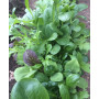 Frø Dyrk selv - Asiatisk Mesclun Økologisk Salat Mix Frø BX92688