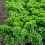 Frø Dyrk Selv - Økologisk Wasabino Asiatisk Salat BX87335