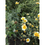 Te Krysantemum Blomst 100% - Aromatisk Urtete 150g JH01040