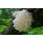 Svampe White Fungus Shiro Kikurage Svampe 100g BA03965