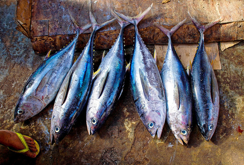 Skipjack Bonito Katsuobushi