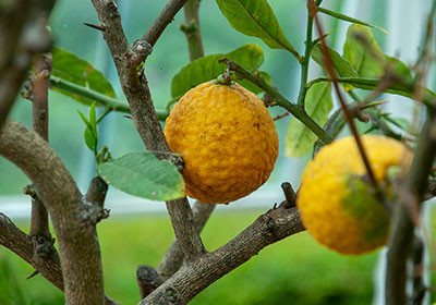Yuzu - hele japans aromatiske citrusfrugt